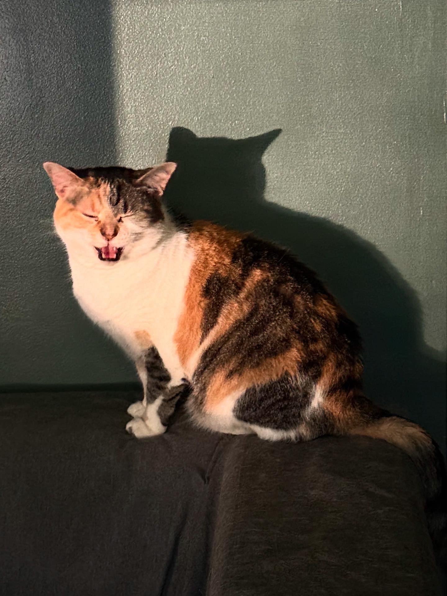 Tobi, a calico cat, sitting on a couch. She is mid-meow.