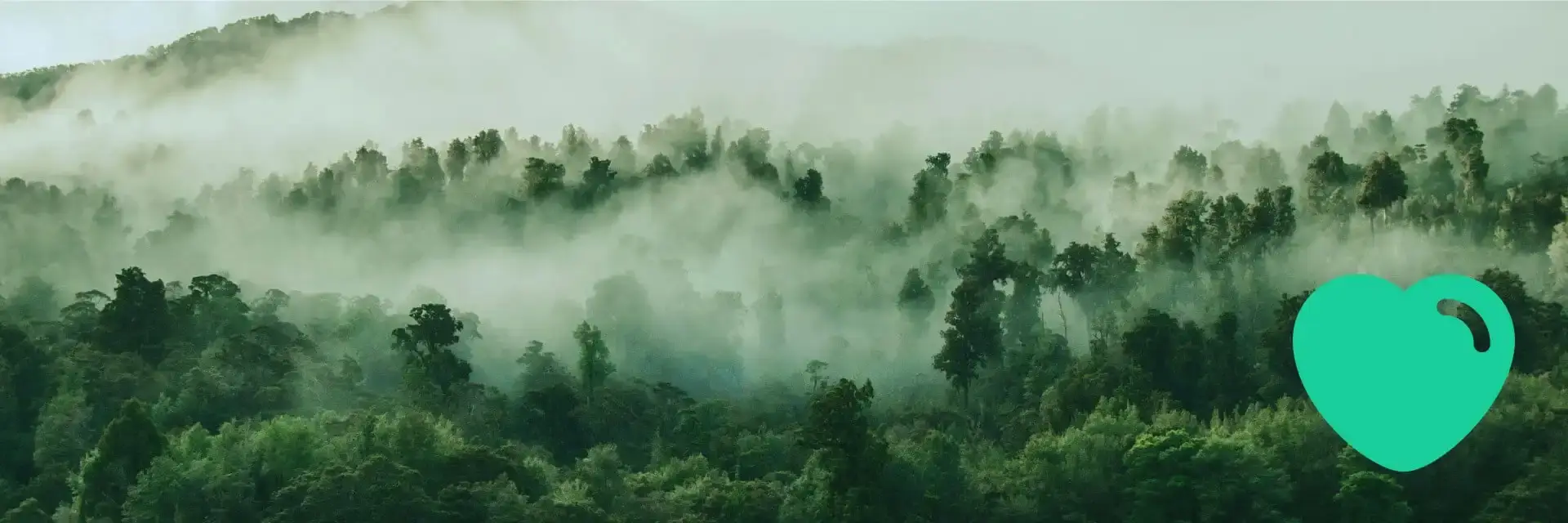 Forests – A Natural Carbon Sink