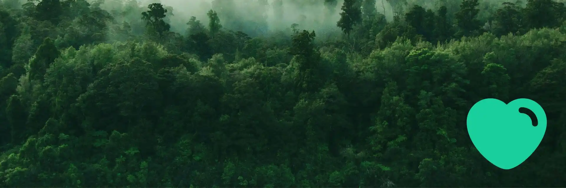 Forests – A Natural Carbon Sink
