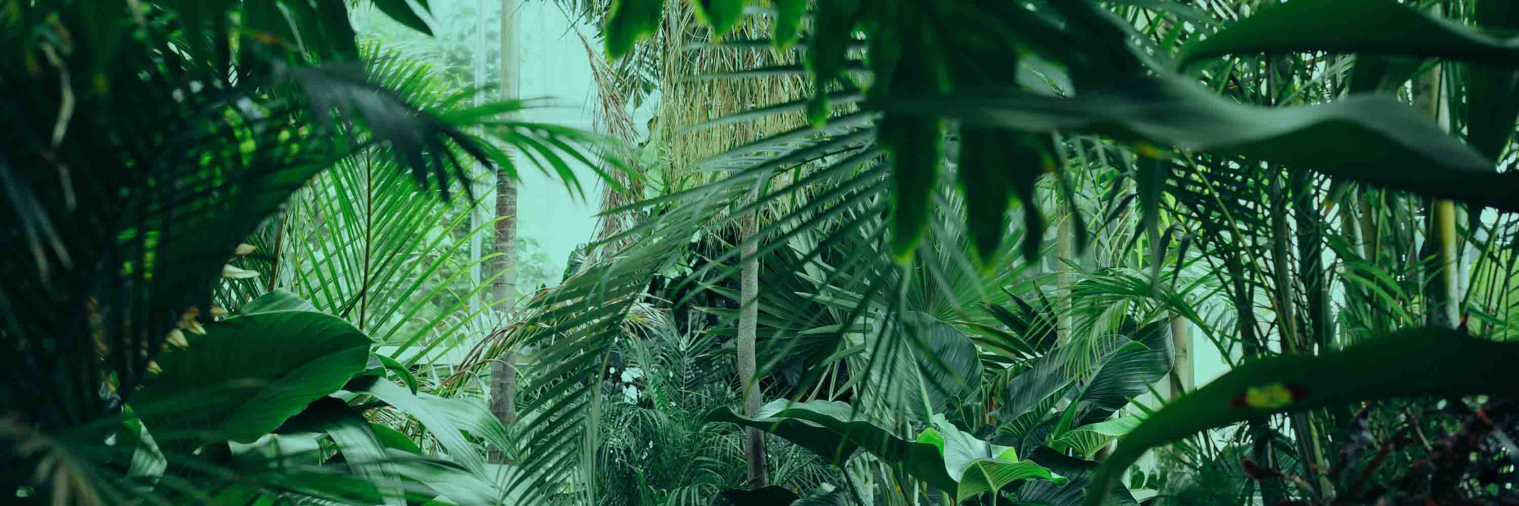 What’s Needed to Scale Forest Restoration and Biodiversity Today