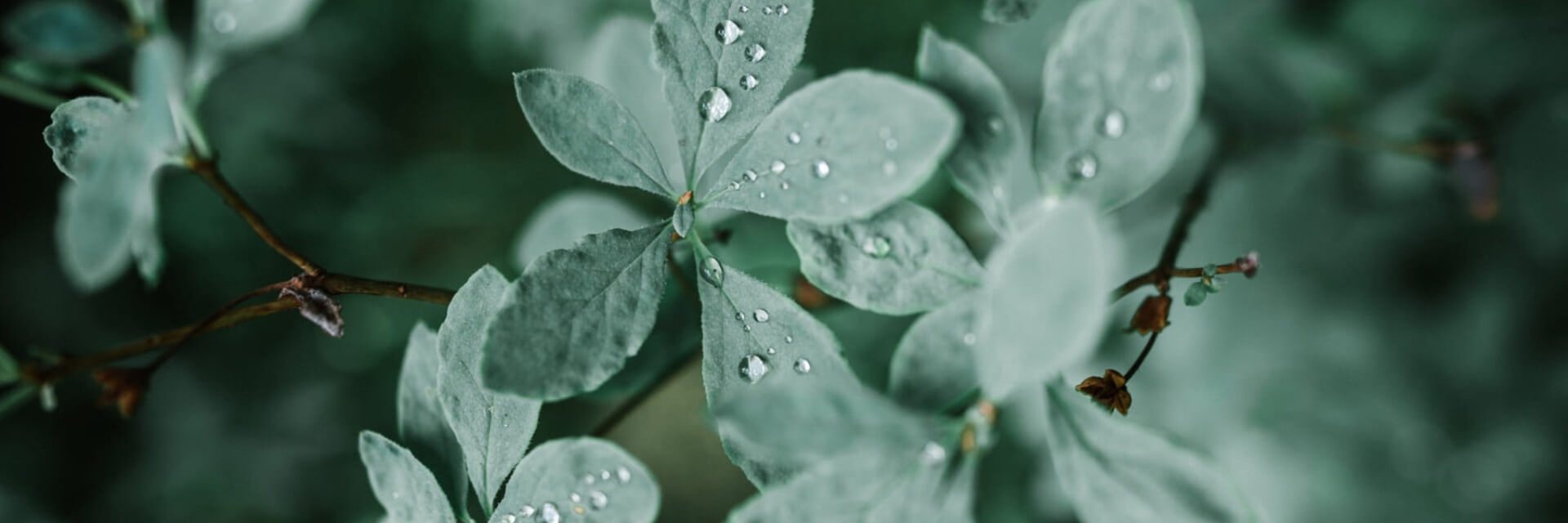 Day 9, Biodiversity & Transport