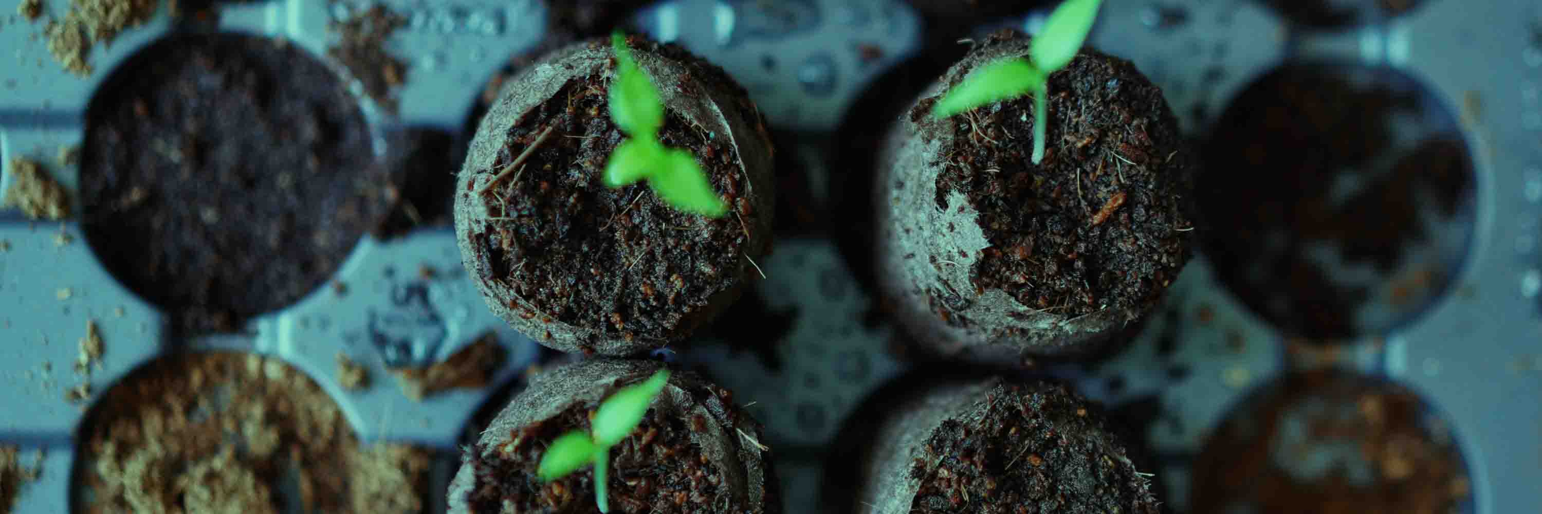 Nature in The Race to Zero