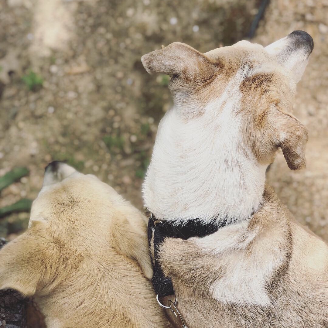 My Pups Instagram Post
