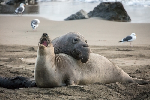 Elephant Seals - San Simeon