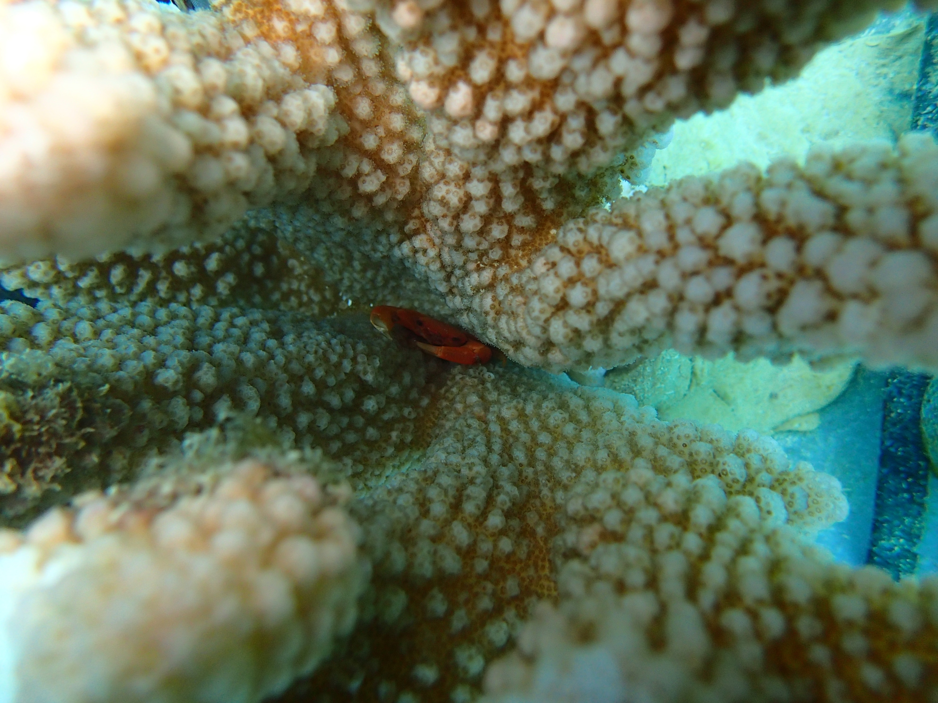 A Trapezia crab crouched in between Pocillopora coral branches