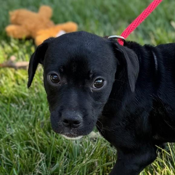 Crossing Paths Animal Rescue