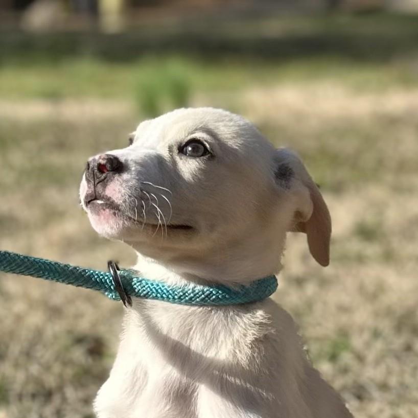 Crossing Paths Animal Rescue