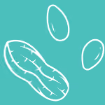 Illustration of peanuts, representing food allergy introduction