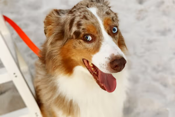 Close-up of a happy Australian Shepherd dog with heterochromatic eyes and a red leash.