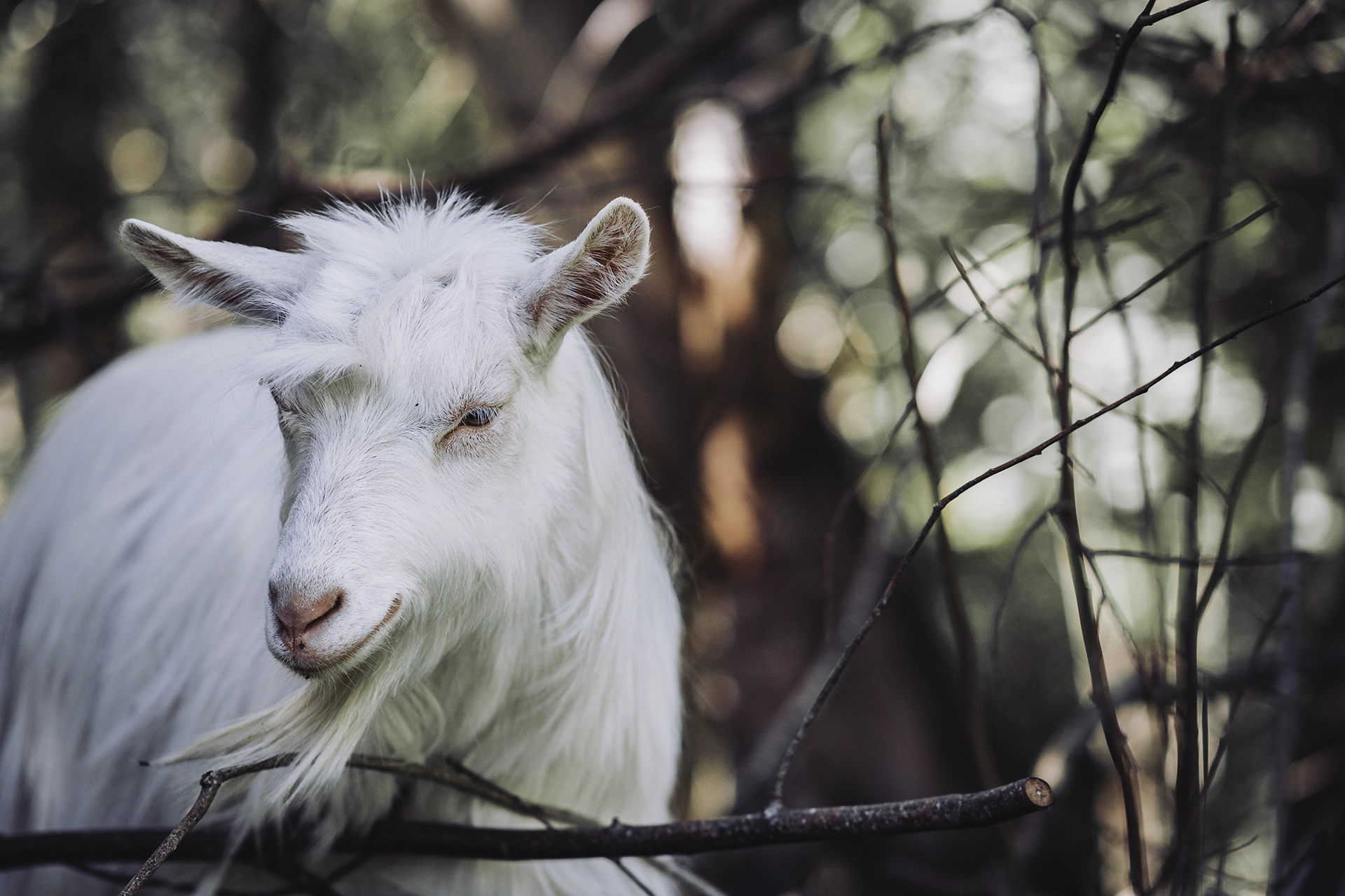 En vit get utan horn som påminner om en äkta jul-getabock. 