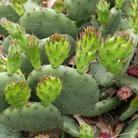 Opuntia humifusa (Eastern Prickly-pear)