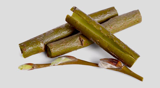 Willow Bark Extract