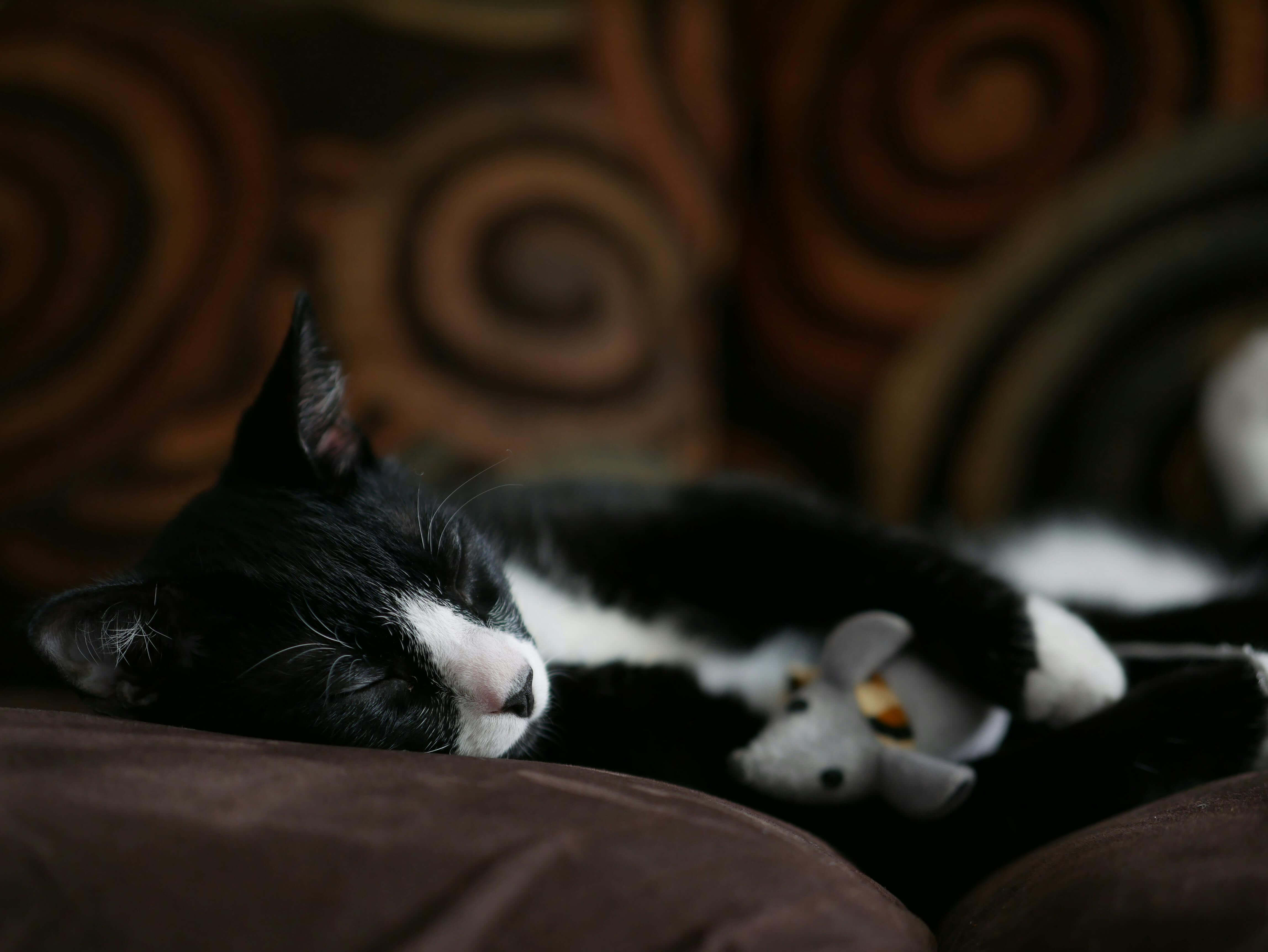 Do House Cats Keep Mice Away: Surprising Truth Revealed