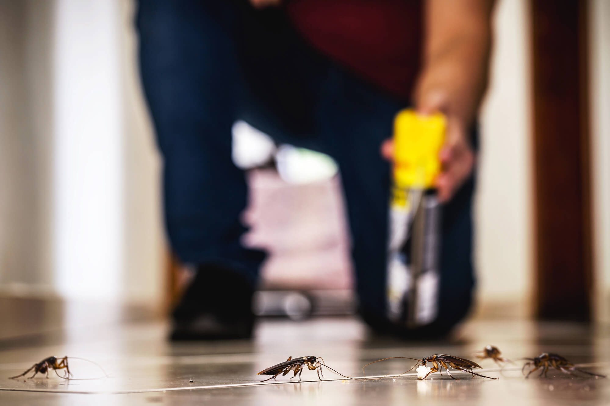 DIY Cockroach Control in West Palm Beach
