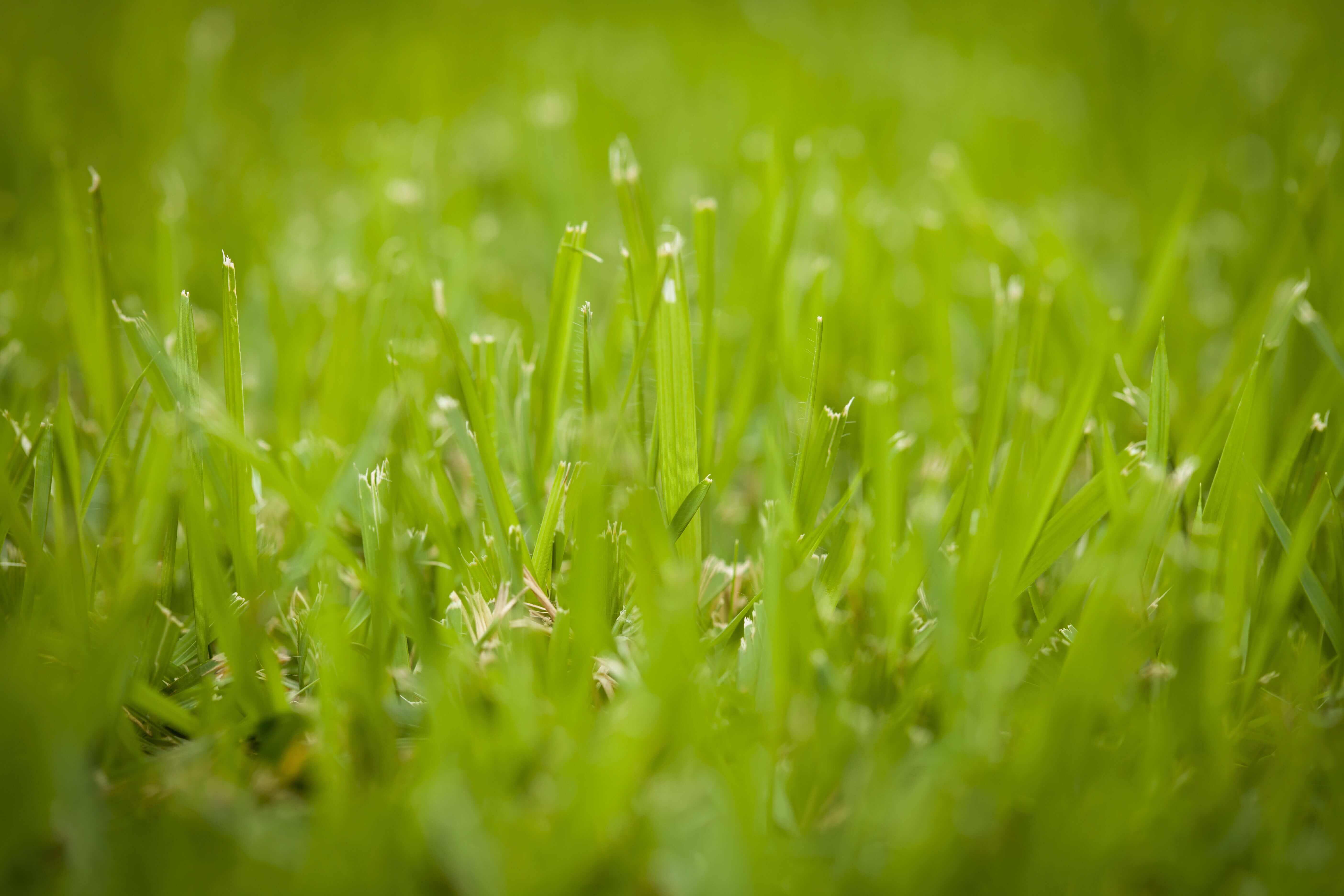 effective weed Control for Lawns in Florida
