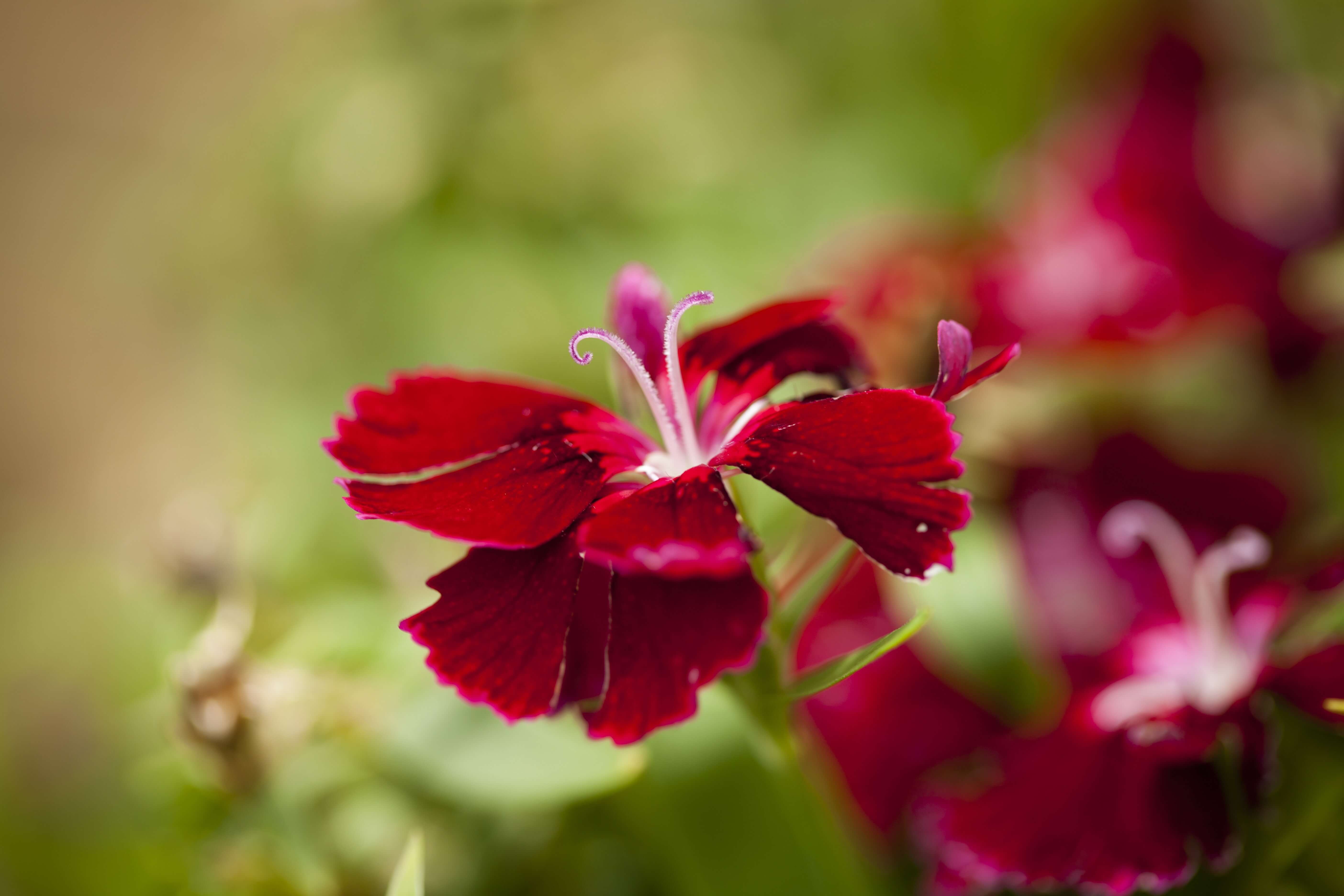 after Weed Control for Lawns