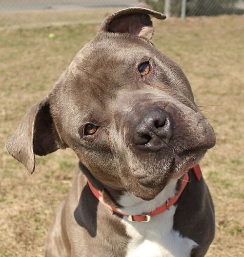 Fall In Love with a shelter pet... ADOPT