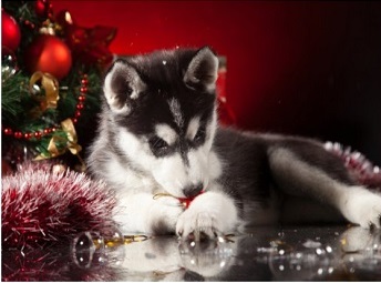 Season's Greetings!