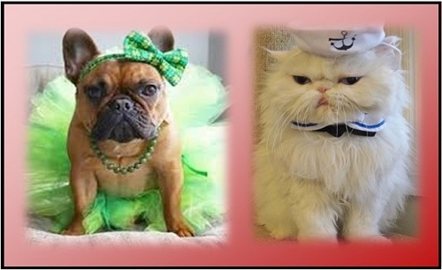 Dress for Animals Day