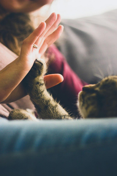 Person giving a high five to a tabby cat lying down on a couch.