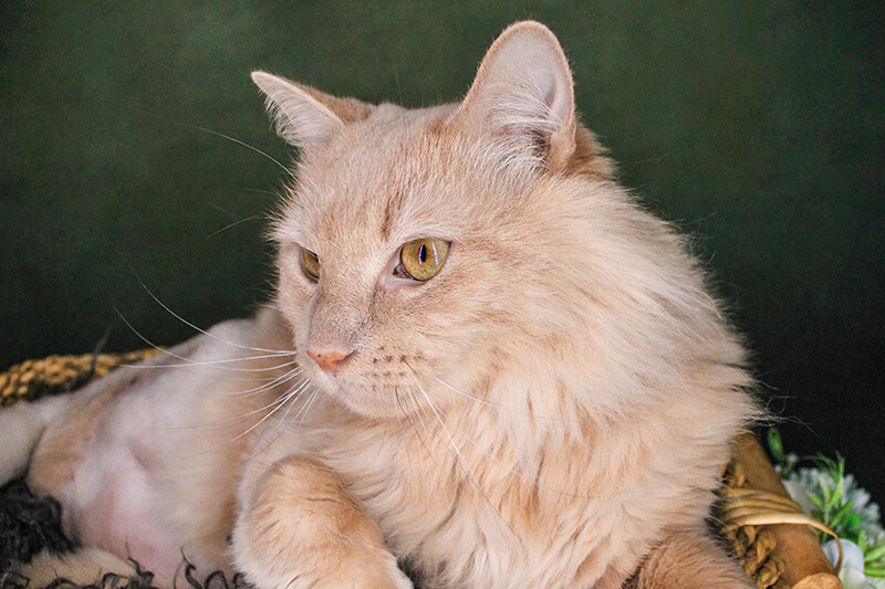 Fluffy light orange cat with yellow eyes resting on a blanket against a dark green background.