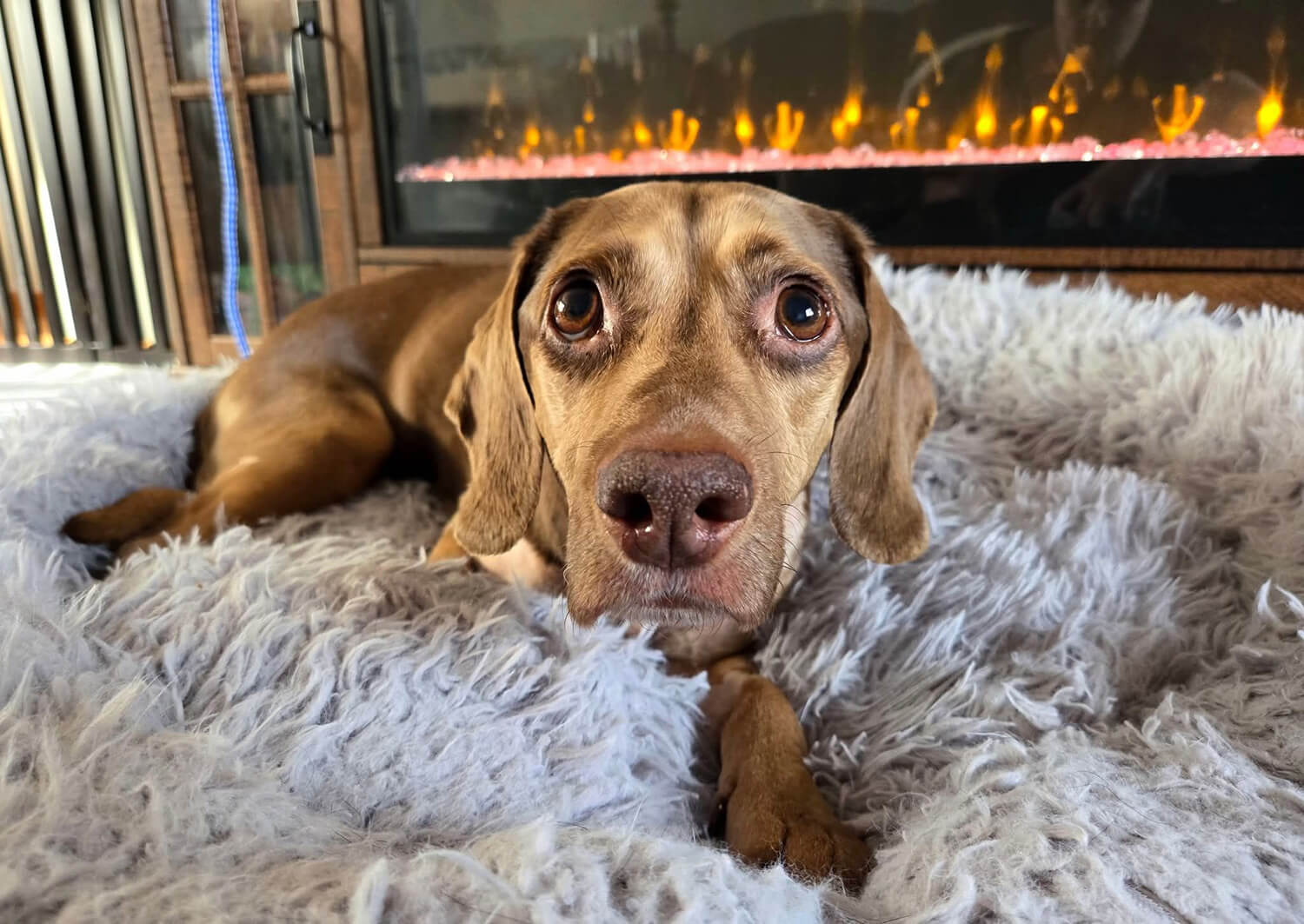 Brown dog with big eyes lying on a fluffy white rug in front of a glowing electric fireplace.