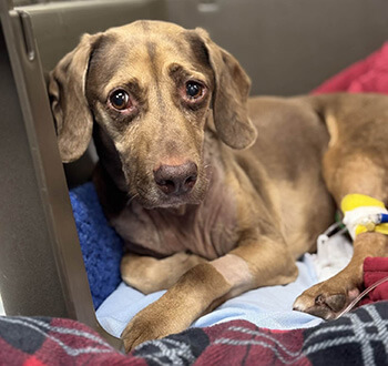Brown dog with amber eyes lying on a blue blanket, appearing calm and resting indoors.