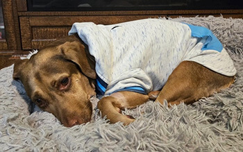 Brown dog lying on a gray shaggy rug wearing a white and blue shirt.