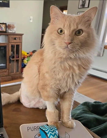 Fluffy light orange cat sitting on a table next to a blue and white patterned object.