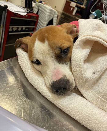 Brown and white puppy wrapped in white towel resting on a metal table, with veterinary clinic items in background.