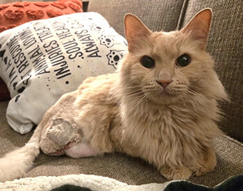 Fluffy light brown cat sitting on a couch with a shaved patch and visible scar on its hind leg.