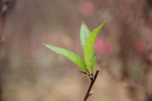 bệnh tổ đỉa có hết không
