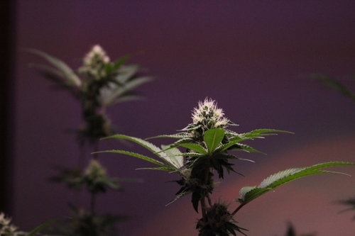 Plantworks VOLUME 1 Flower