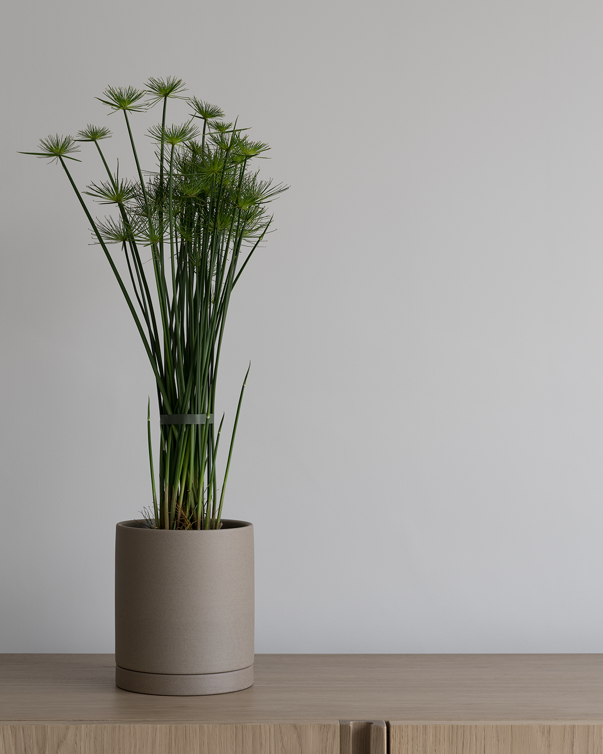 Cyperus haspan plant in minimal modern Japanese planter on bleached oak Scandinavian sideboard against white wall