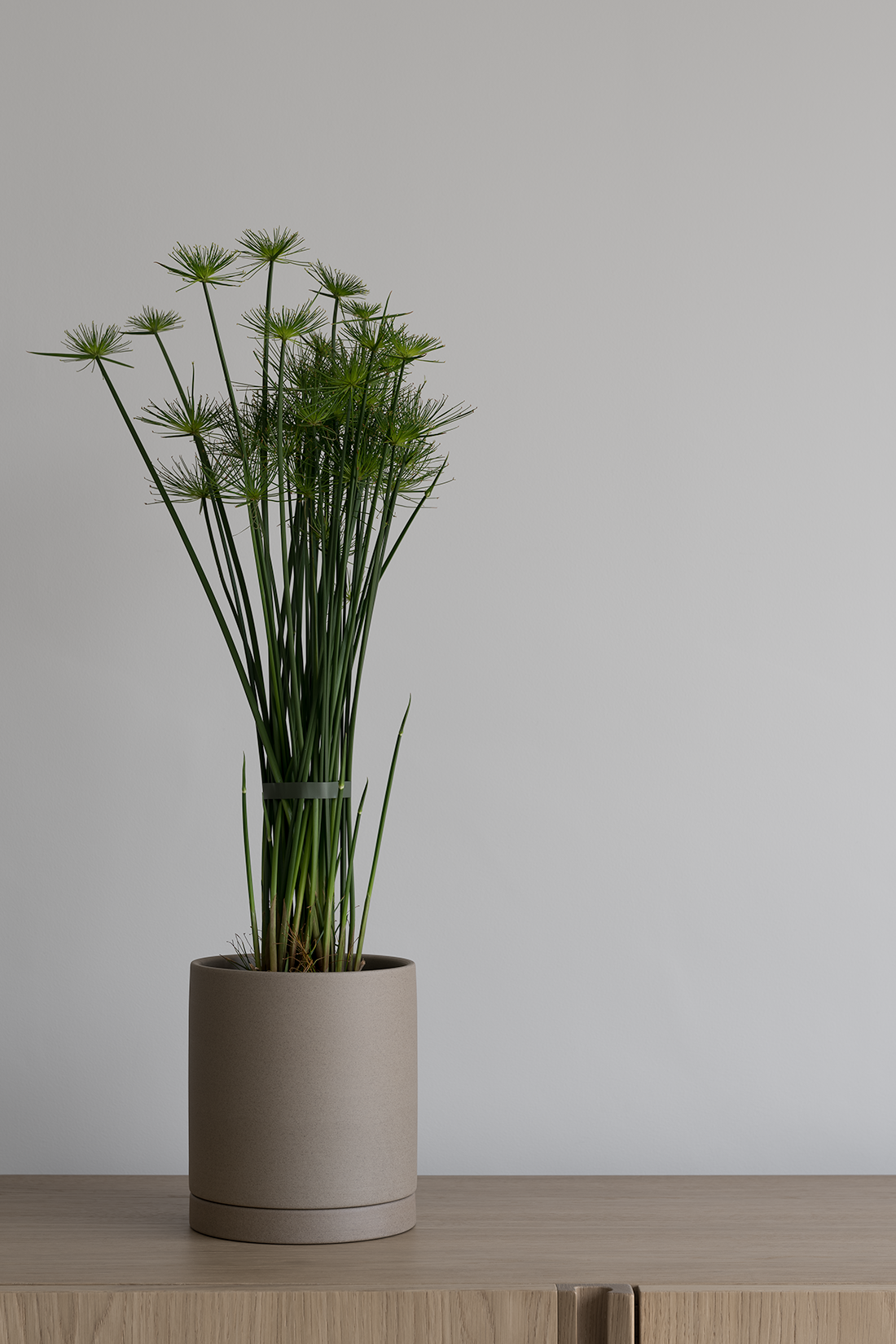 Cyperus haspan plant in minimal modern Japanese planter on bleached oak Scandinavian sideboard against white wall