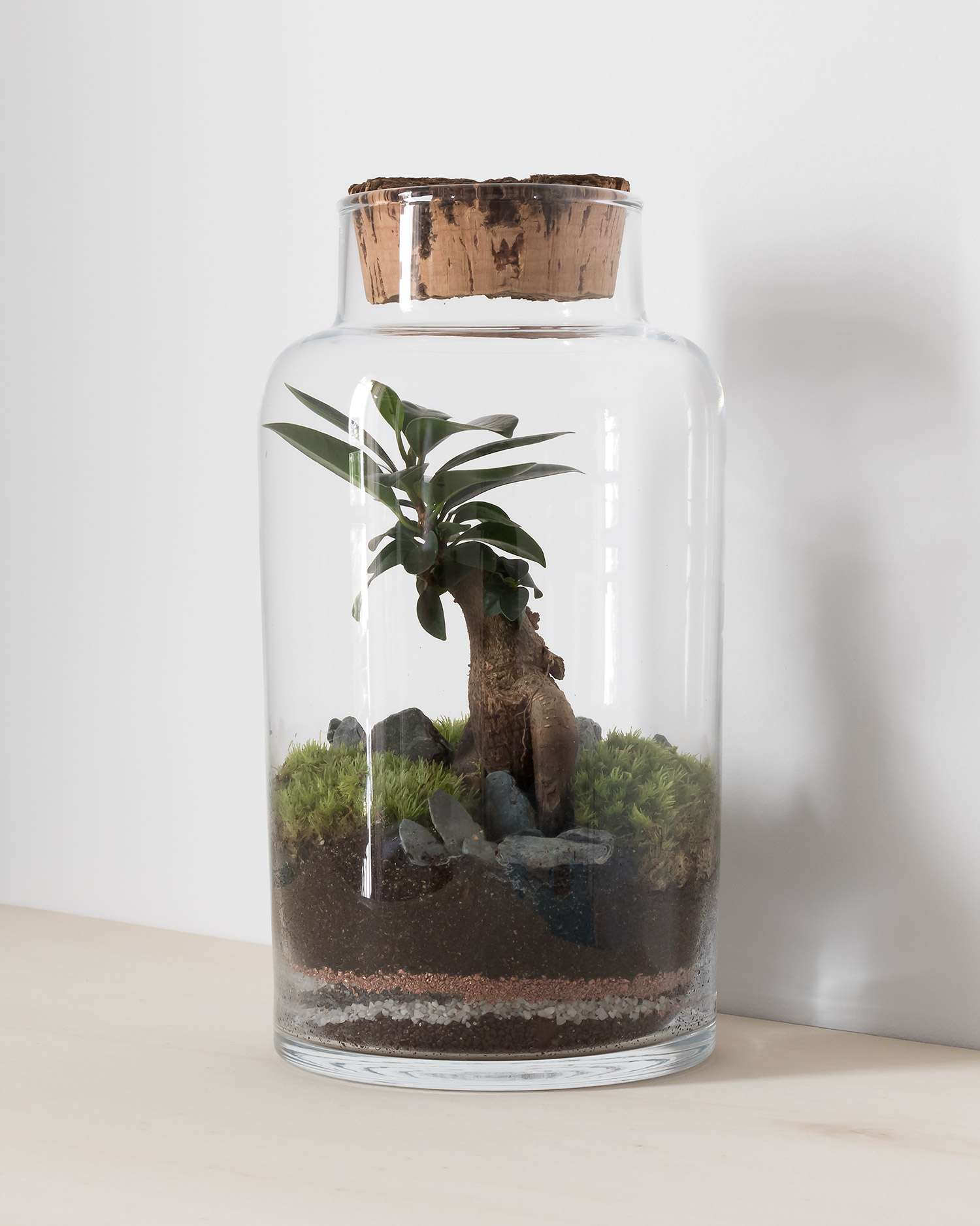 Glass terrarium jar with bonsai ficus tree, gravel and moss garden, cork stopper