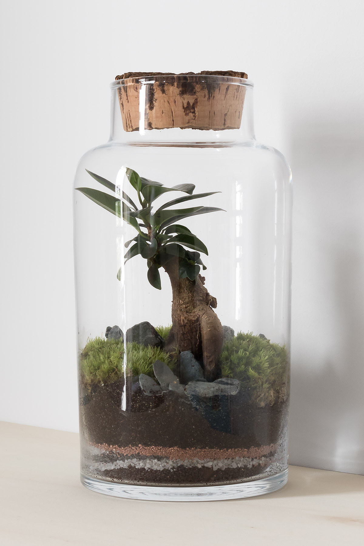 Glass terrarium jar with bonsai ficus tree, gravel and moss garden, cork stopper