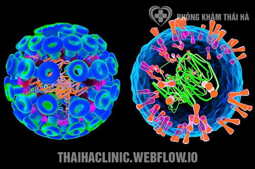 Virus mụn rộp sinh dục HSV1 và HSV2