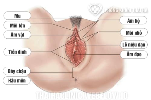 Cấu tạo bộ phận sinh dục nữ bên ngoài