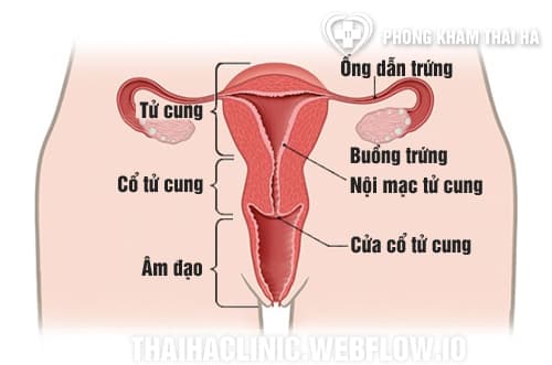 Cấu tạo bộ phận sinh dục nữ bên trong
