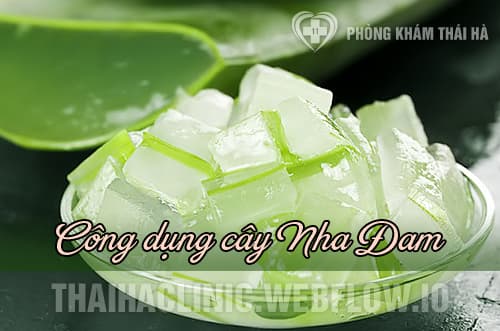 Công dụng của cây nha đam