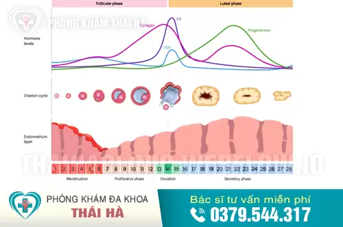 Liệu pháp "Cycle Syncing" (Đồng bộ chu kỳ)
