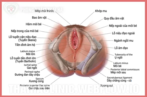 Ảnh sơ đồ y khoa bộ phận sinh dục nữ 3D 