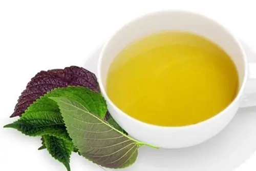 Uống nước lá tía tô 