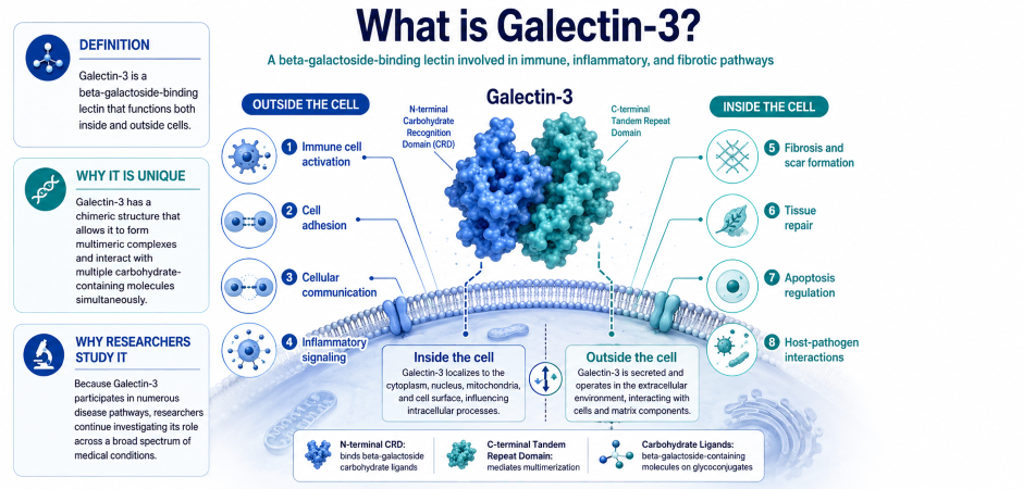 What is Galectin-3