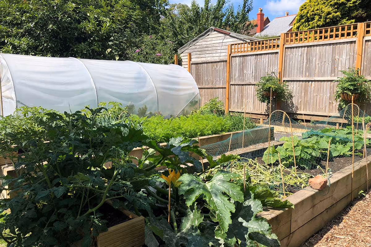 photo of a garden vegetable plot