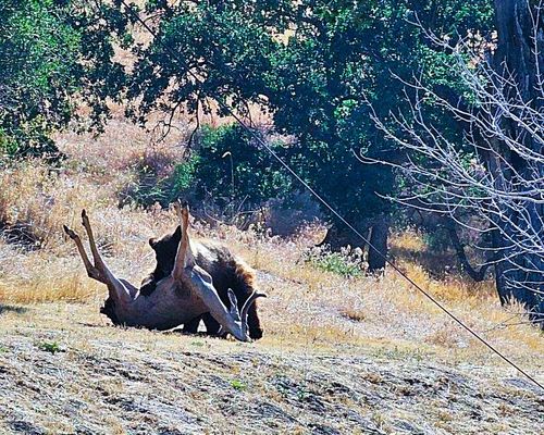 A bear begins to eat a deer carcass located on a grassy hillside