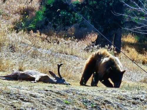 A bear wanders near a deer carcass on a grassy hillside