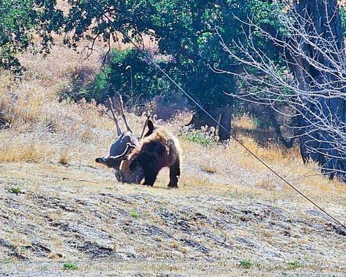 A bear examines a deer carcass on a grassy hillside