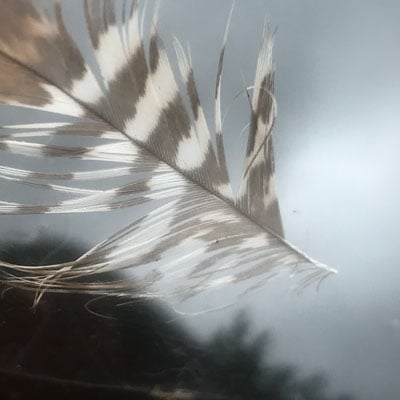 a close-up of a striped feather